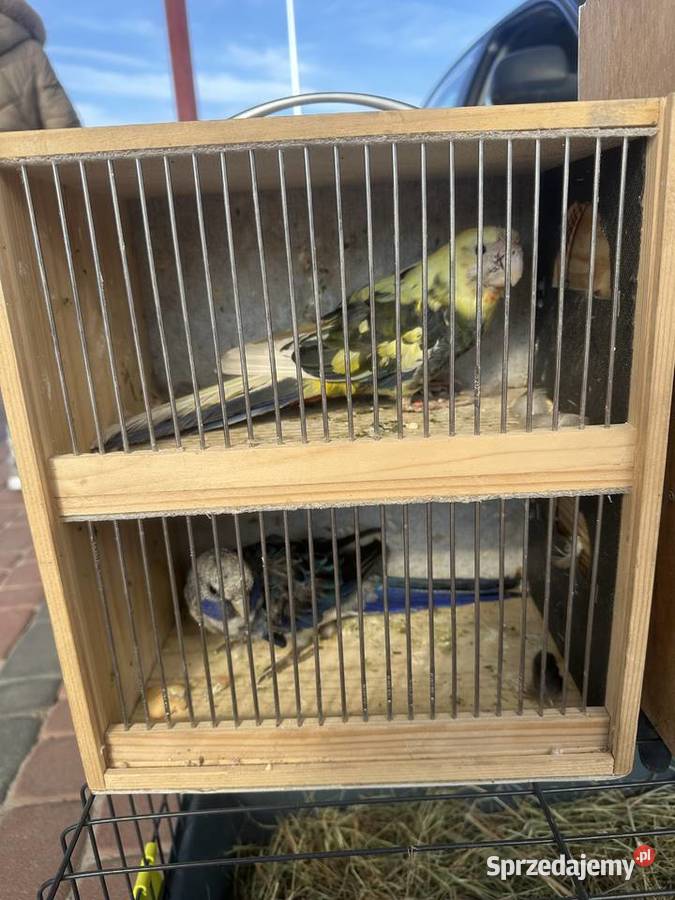 Papugi rozella królewska szek Kolbuszowa