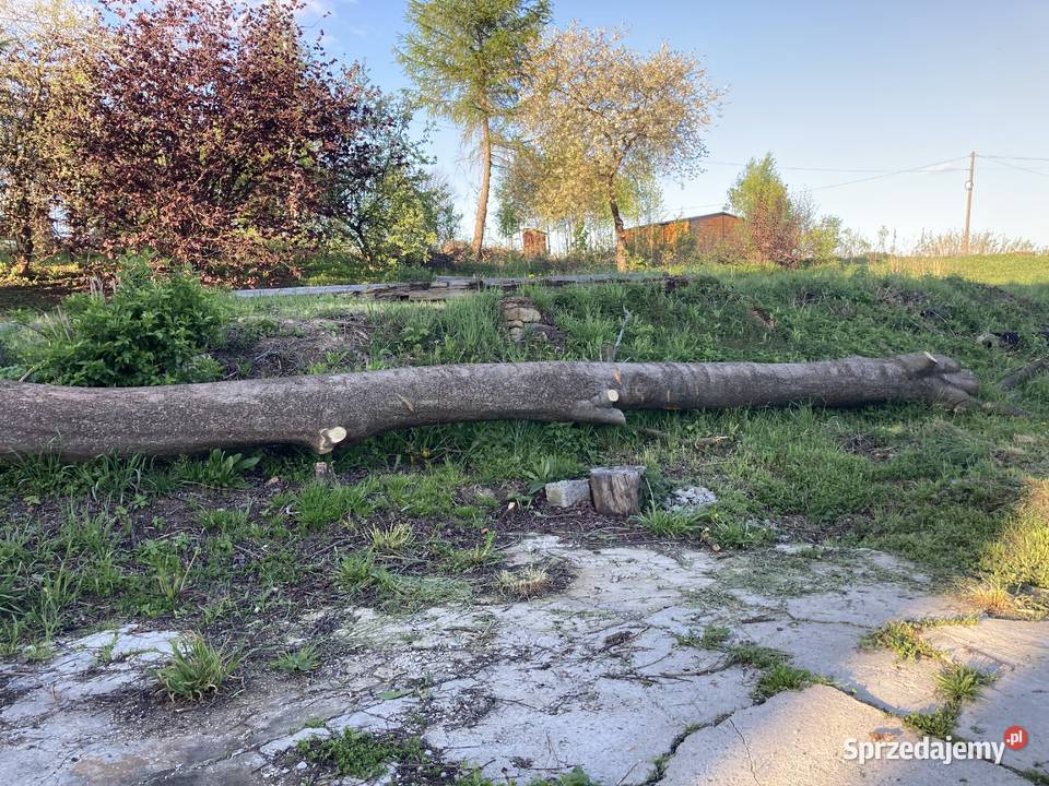 Sprzedam jesion w klocu 2 podkarpackie Domaradz sprzedam