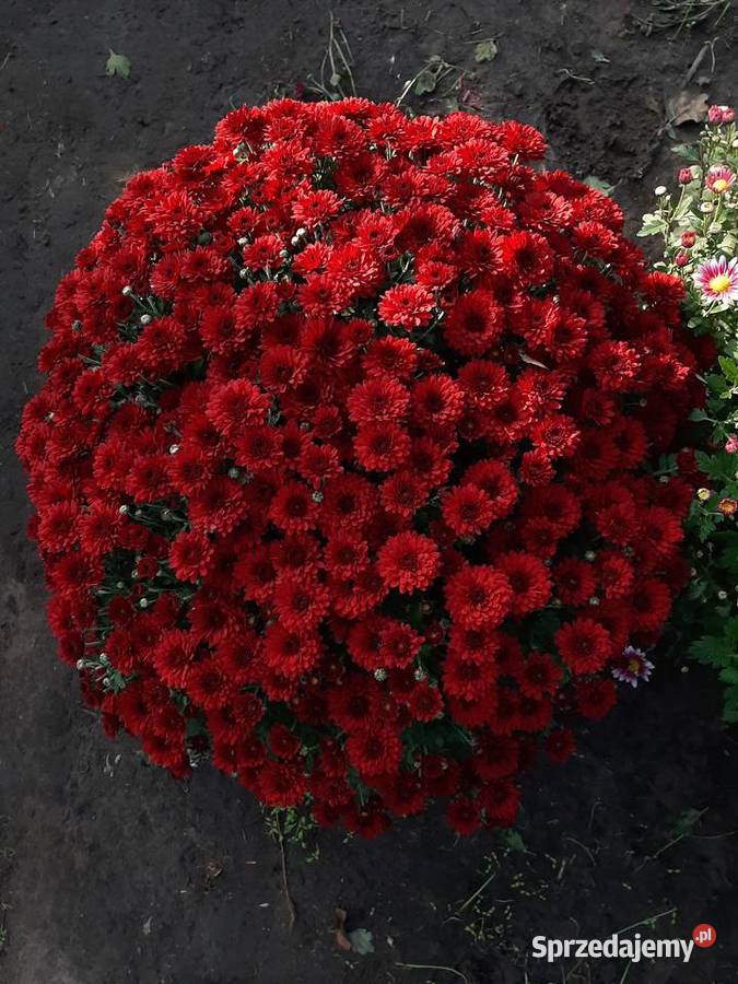 Chryzantemy cięte i doniczkowe mazowieckie Błonie