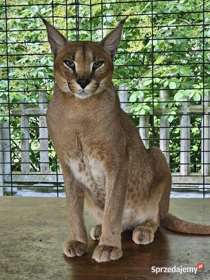 Karakal stepowy caracal młode koty łagodne małopolskie Kraków