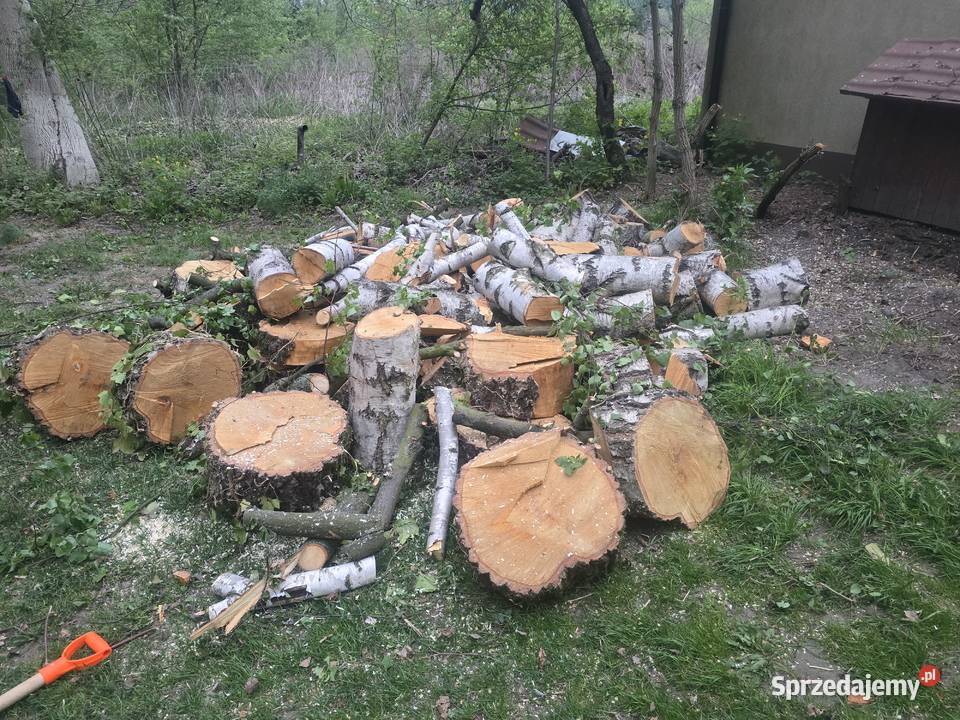 Wycinka Drzew Warszawa Pielęgnacja Drzew i