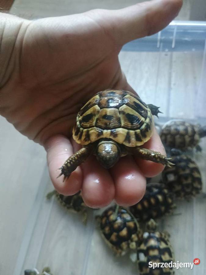 Żółw lądowy Kielce swietokrzyskie