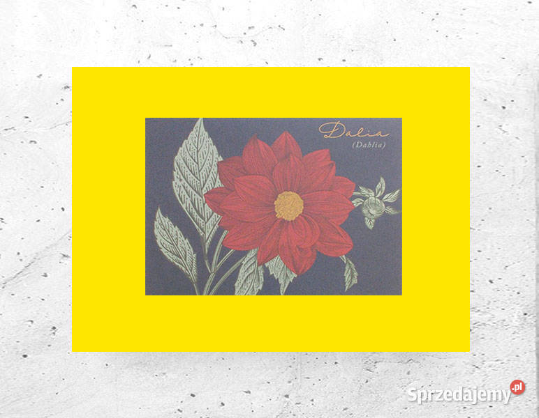 kwiaty plakat A4 rośliny obrazek botaniczny żółty Bydgoszcz sprzedam