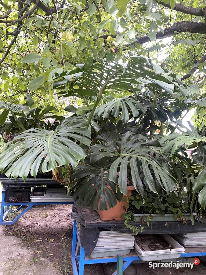 OGROMNA MONSTERA DELICIOSA ok 3 m kwitnąca i sprzedam