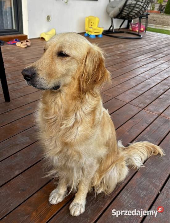 GOLDEN RETRIEVER SZCZENIĘTA SZUKAJĄ KOCHAJĄCYCH Ćwików