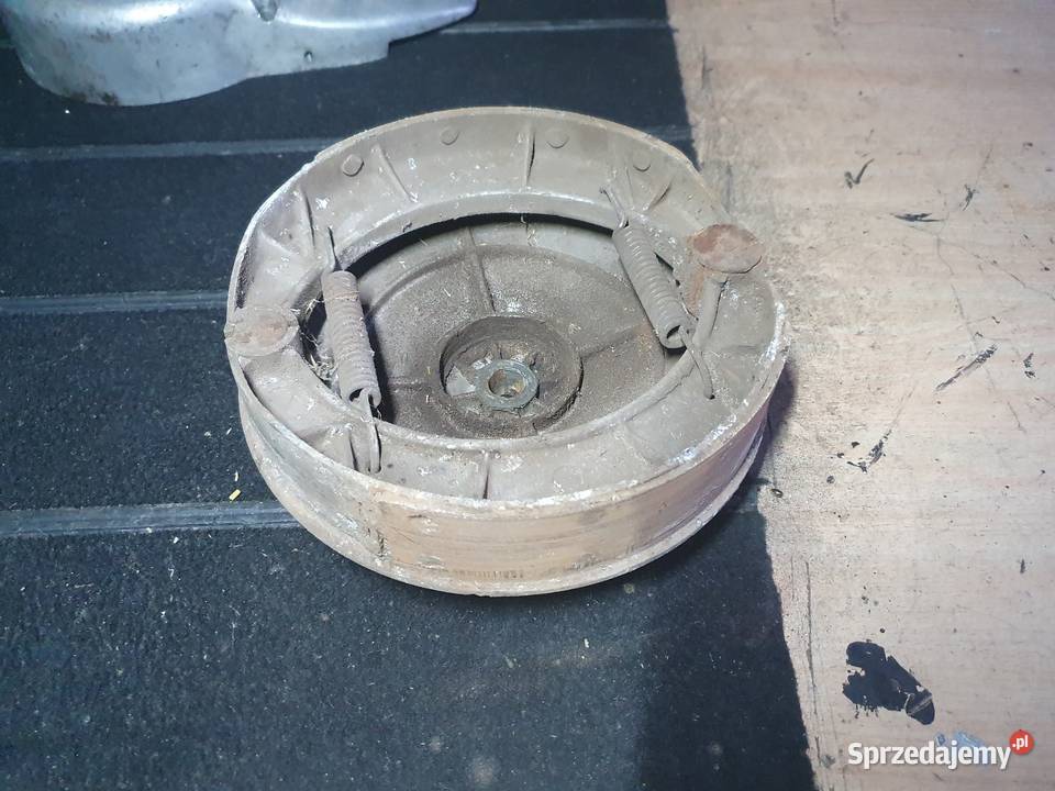 Szczękotrzymacz pannonia panonia Luzino