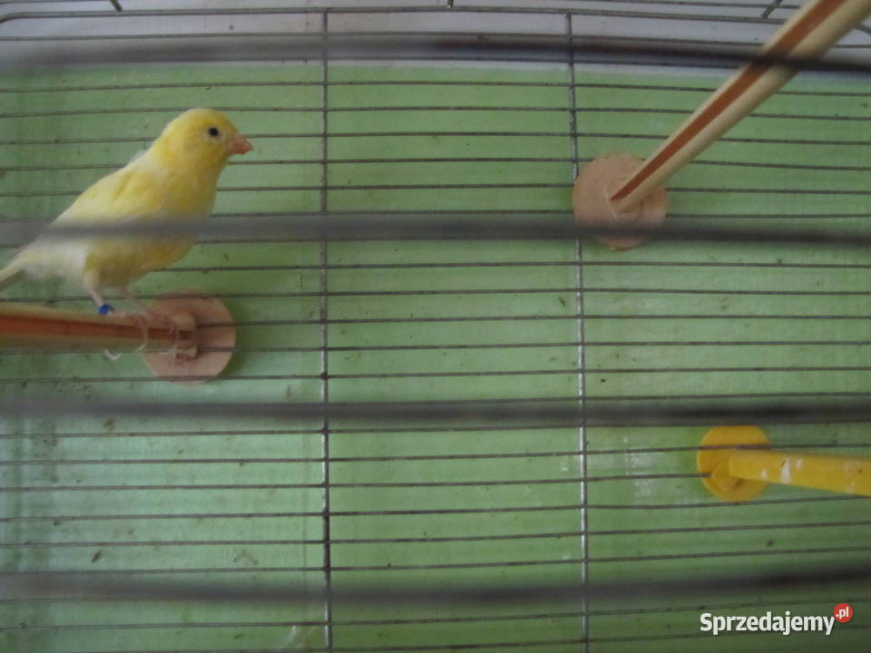 Kanarki na śpiewie Ptaki Toruń