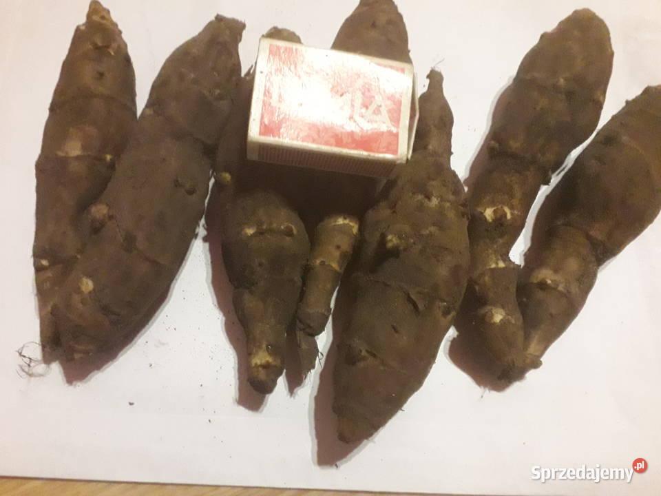 Topinambur słonecznik bulwiasty wielkopolskie Ostrzeszów