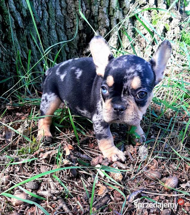 Buldog francuski suczka Pabianice