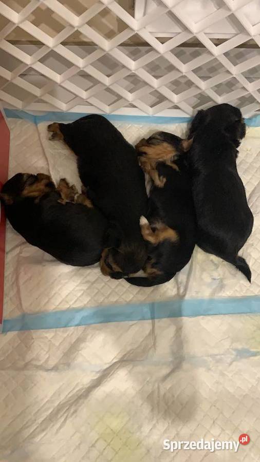 Śliczne Yorki York Słupsk