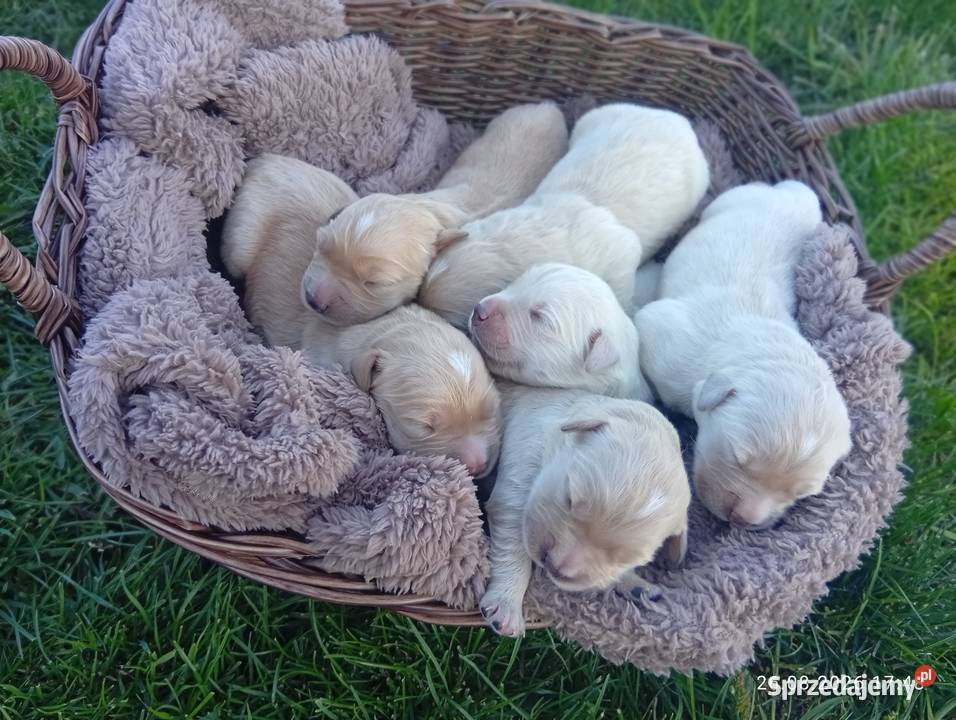 Golden retriever szczeniaki pieski Rusinowo