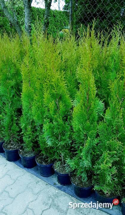 Tuja Szmaragd 90100 Ukorzenione Donica TRANSPORT Ożarów Mazowiecki
