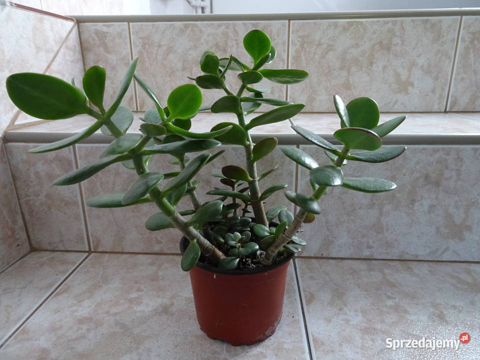 grubosz drzewko szczęścia crassula Pozostałe