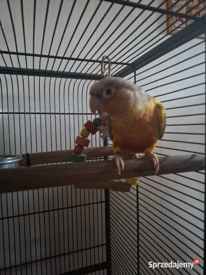 Sprzedam rudosterki Łoniów