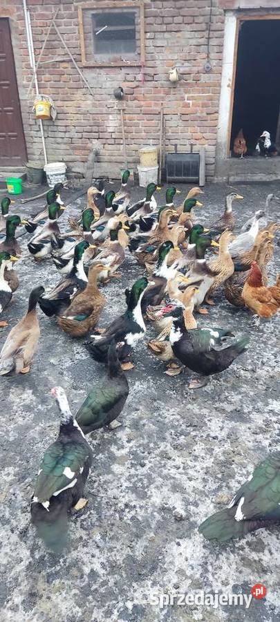 Kaczki staropolskie i dworki Kraśnik