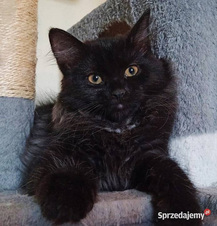 Śliczny Kocurek Syberyjski Odi PZFWCF Syberyjski Sochaczew