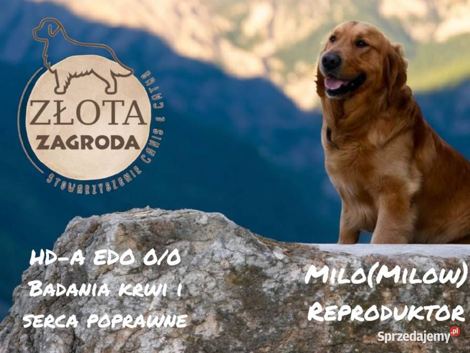 Golden Retriever wolny ostatni piesek Golden Retriever Ciechowice