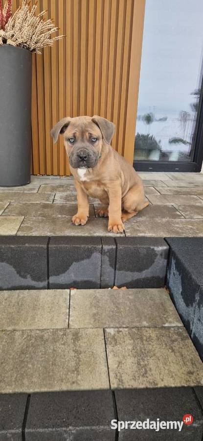 Cane Corso rodowodowe Bychawa