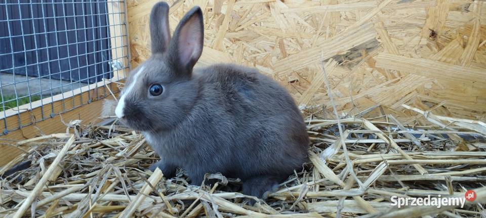Króliczki miniaturki Gryzonie śląskie