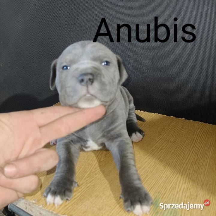 American Pitbull Terrier