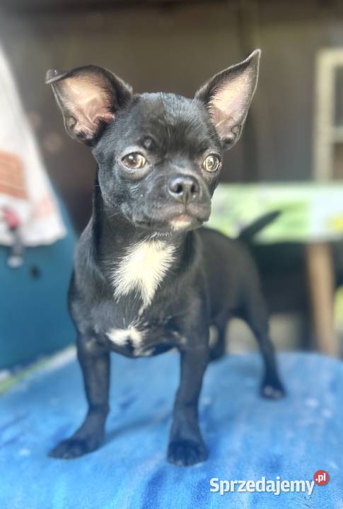 Chihuahua FCI sprzedam