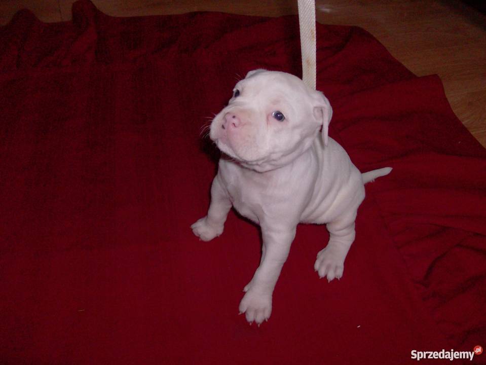 Mocne szczeniaki Amstaff Brzeg