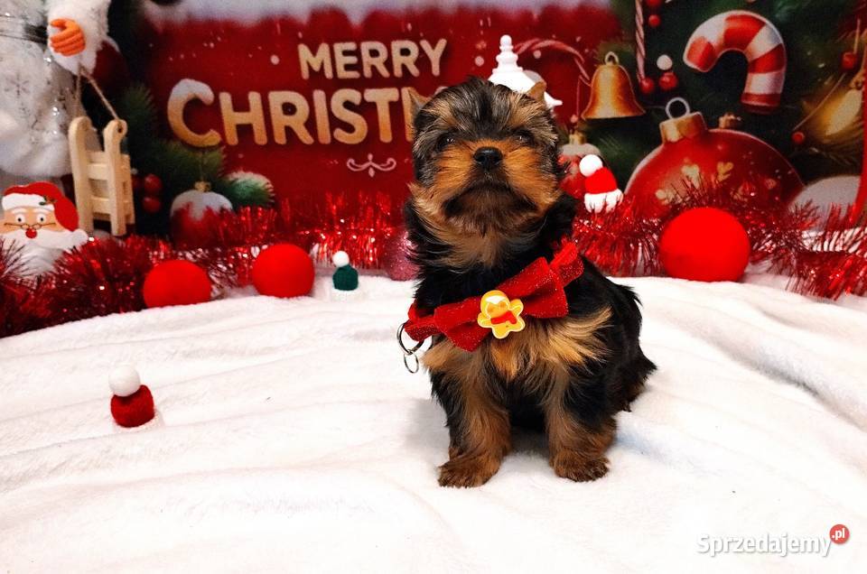 Śliczne szczenięta sunie york Championach Wrocław sprzedam