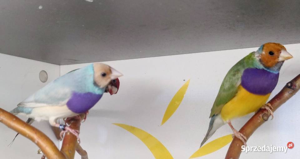 Amadyny wspaniałe Tarnów