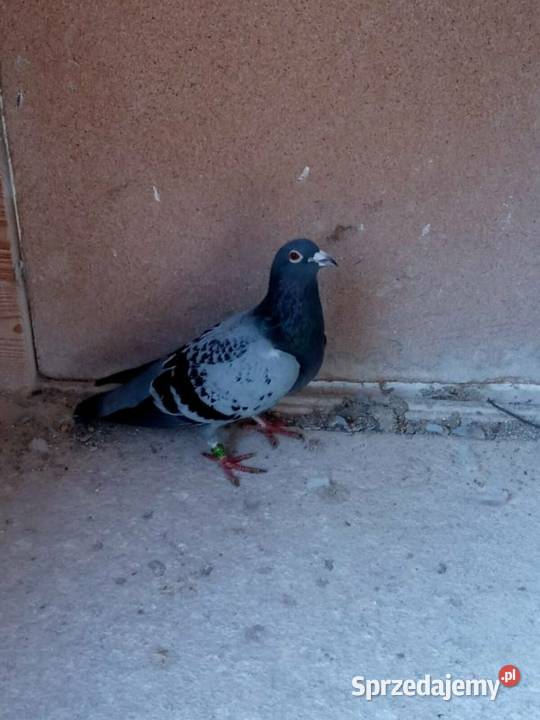 Golomp pocztowy De Klak Verbarth śląskie Paczyna sprzedam