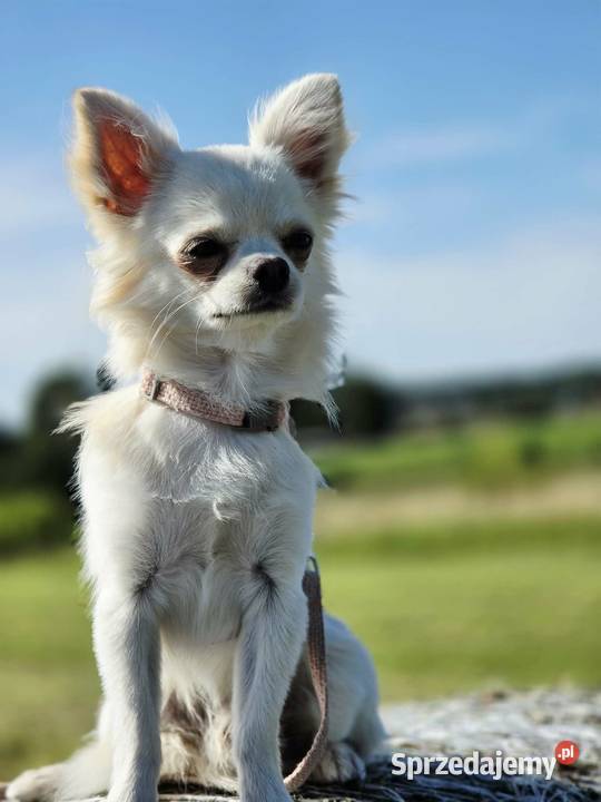 Chihuahua samiec Trąbki Wielkie