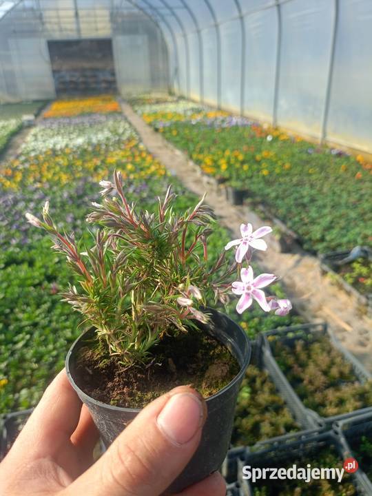 Floks szydlasty płomyk phlox flox bylina