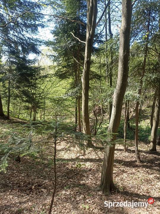 Las Karwodrza połowa