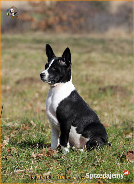 Basenji szczenięta FCI Pozostałe warmińsko-mazurskie Barczewo sprzedam