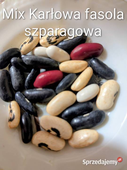 Fasolnik i fasola szparagowa karłowa i tyczna małopolskie