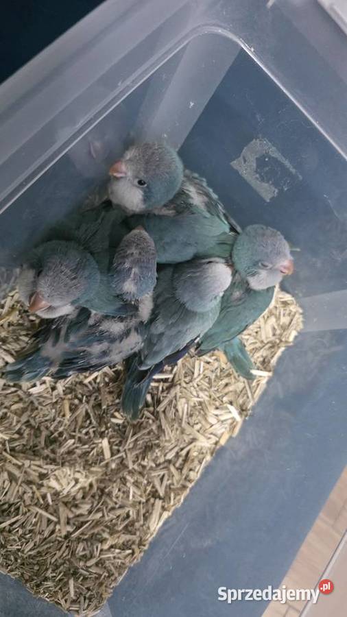 Mnicha nizinna ręcznie karmiona Ptaki śląskie Czerwionka-Leszczyny