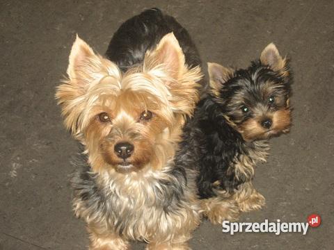 szczeniaka York Shire Terrier z rodowodem Luboszyce