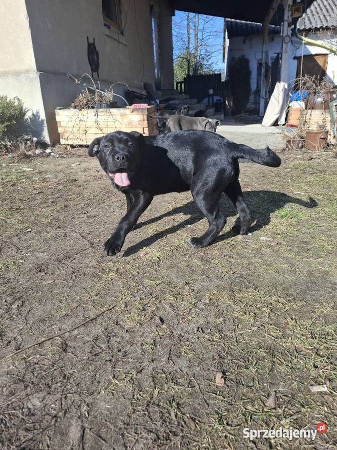 Szczeniaki Cane Corso Radom