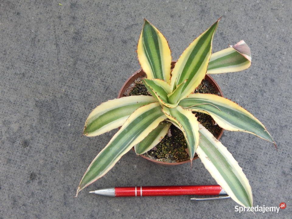 Agawa w czterech kolorach Agave lophantha małopolskie Kraków