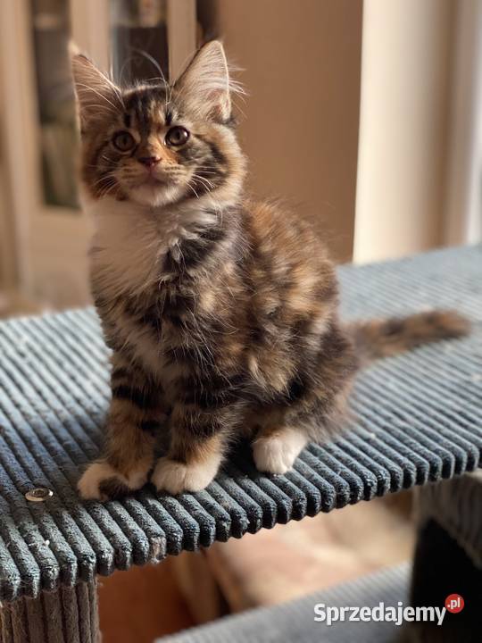 Kotki maine coon szylkretki