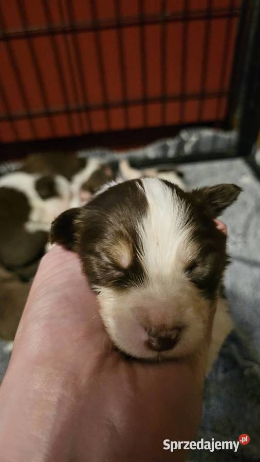 Border collie szczenięta z rodowodem gotowe do Radom