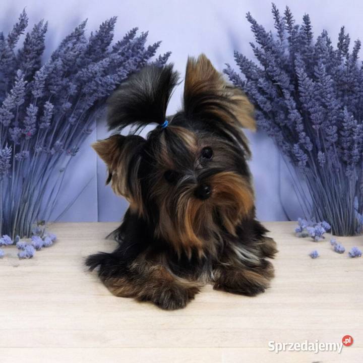 Piękny Maleńki York komplet dokumentów Większy sprzedam