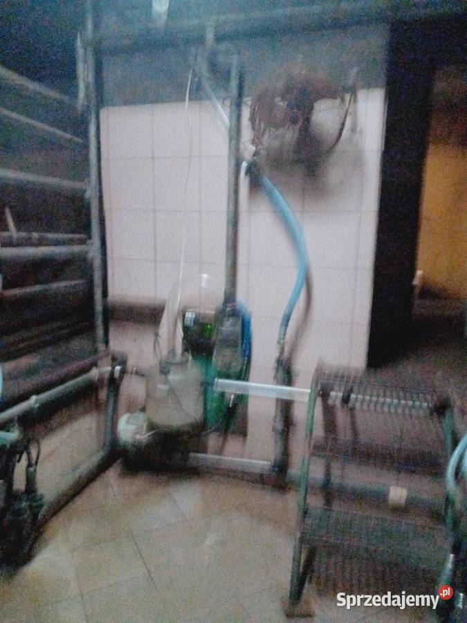 Dojarka Westfalia z hali udojowej Grajewo