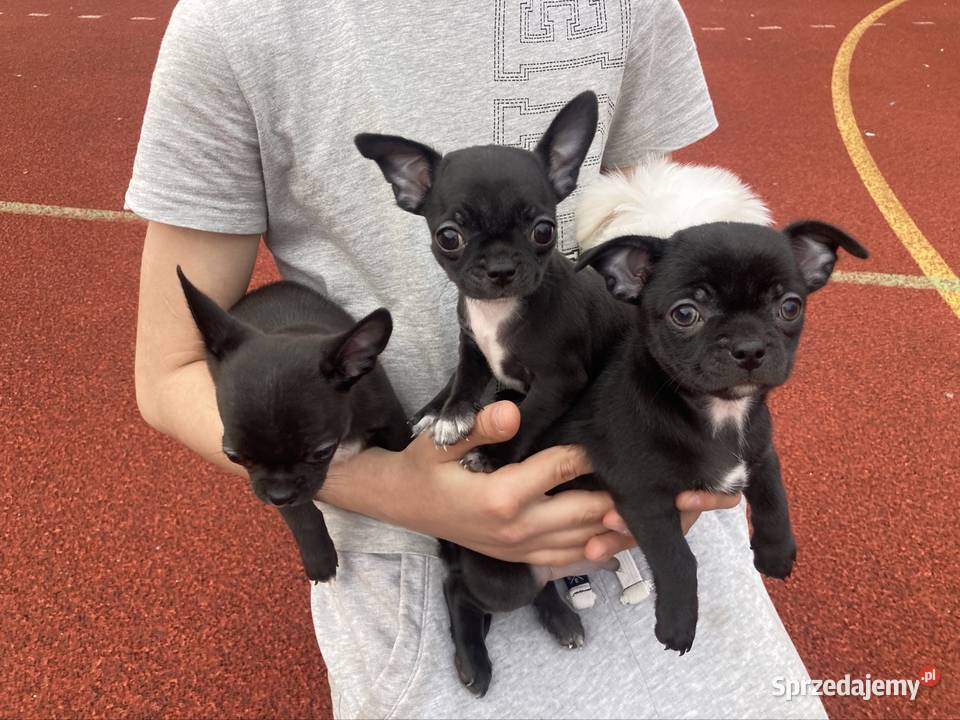 Chihuahua szczeniak świętokrzyskie