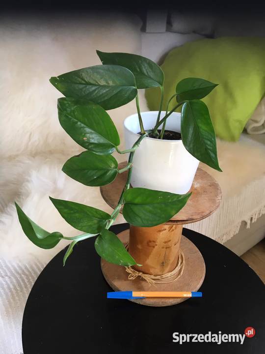 Rośliny z domowej ekologicznej uprawy Warszawa