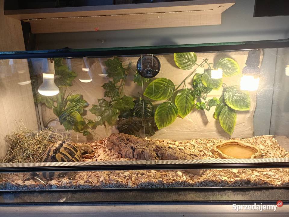 ŻÓŁW GRECKI TESTUDO HERMANNI Gady i płazy śląskie Lyski