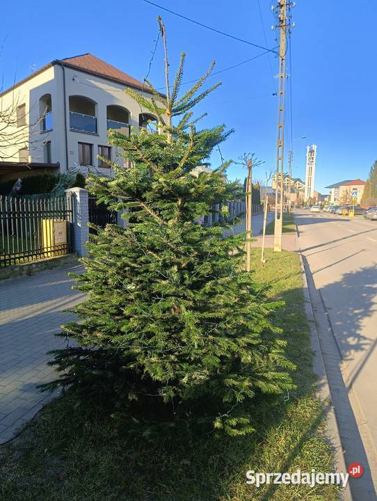 Choinki świąteczne świerk jodła kaukaska Łapy