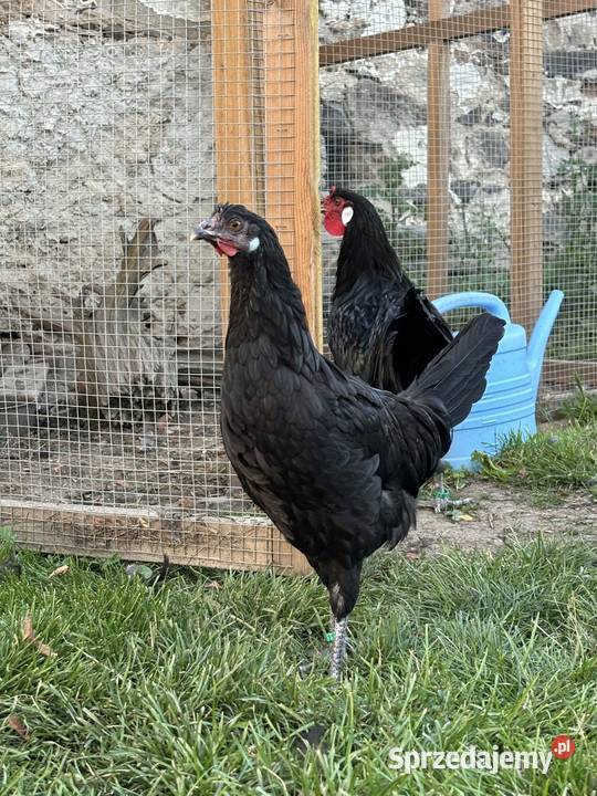 La Flche elegancka francusska rasa kur o Głogów