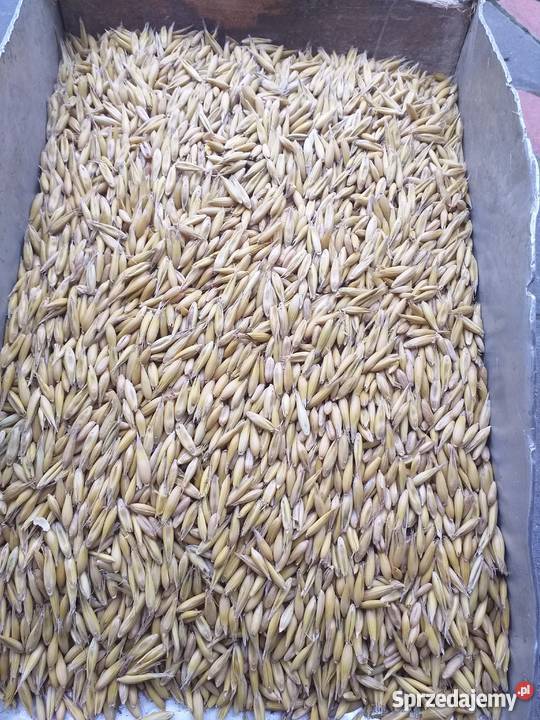 Owies Bingo centrali Masłów Drugi