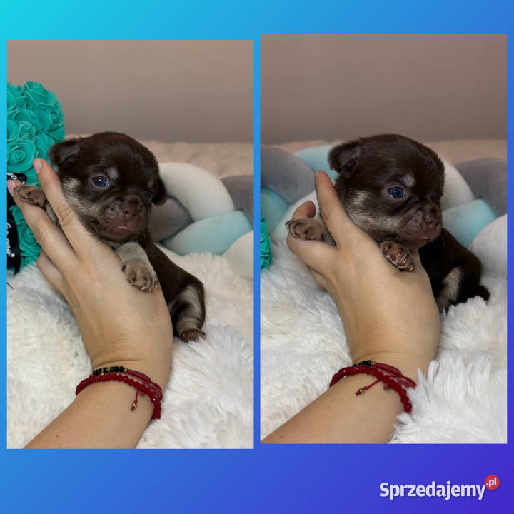 Chihuahua długowłosy piesek choco tan badania Bełchatów