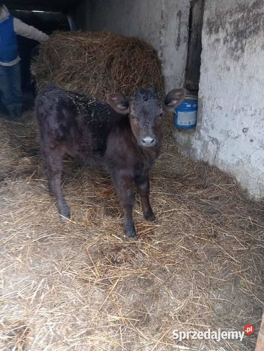 Sprzedam byczka Rzeczyca Księża